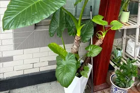 4款花就是“害人精”，谁养谁倒霉，赶快扔了吧图片