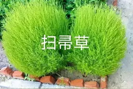 扫帚、笤帚的河北各地方言名称图片