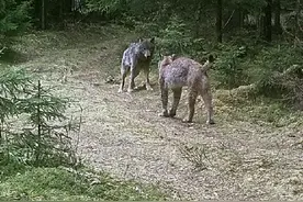 猞猁独战狼群！一巴掌就能拍死一头成年狼？为何猫科动物这么强？图片