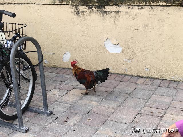 美国最南端的文艺小岛Key West(迈阿密游记四）