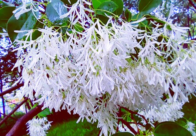 云南石林107棵流苏古树绽放，石头寨飘起四月雪