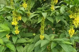 黄花倒水莲是一种怎样的植物图片