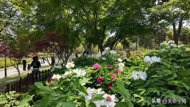 商丘市日月湖景区牡丹花开