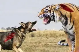 狼虎斗：狼被反杀，虎被群狼围攻，国民政府官场一公案（上）图片