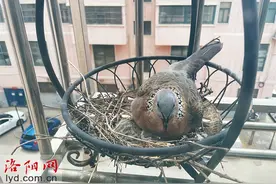 珠颈斑鸠“安家”居民阳台 孵出可爱宝宝图片