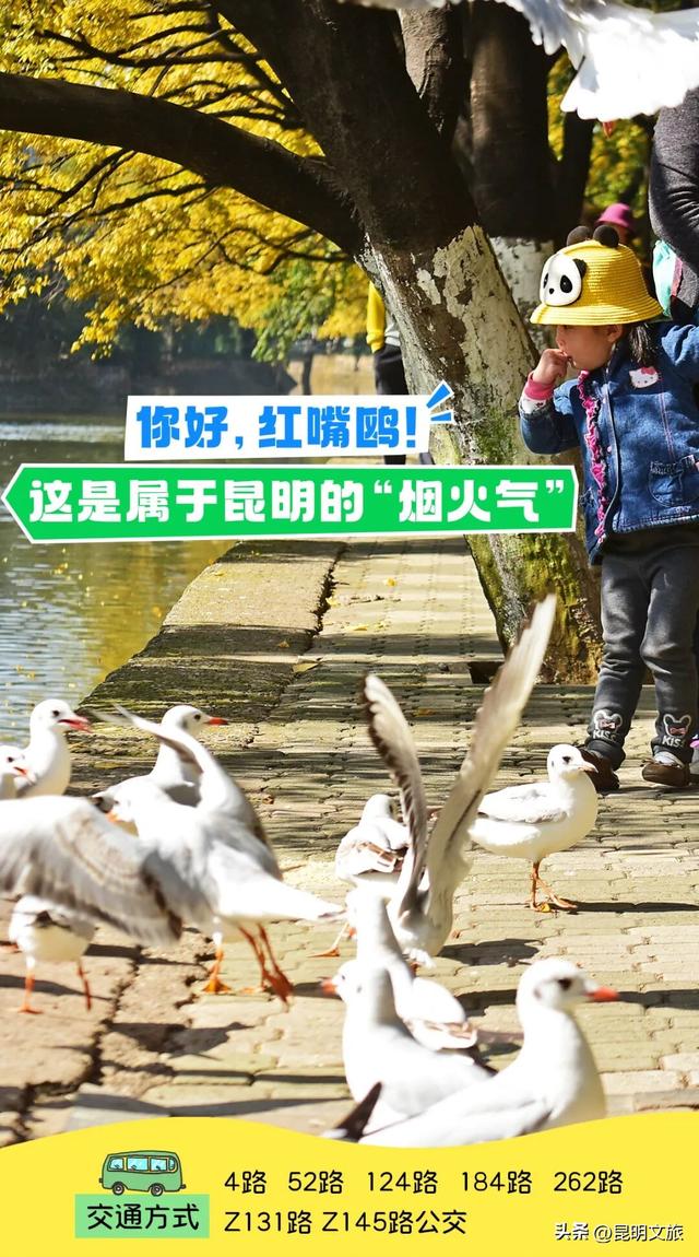 2025最新观鸥地图：这些地方“鸥”气值MAX，拍照直接封神！
