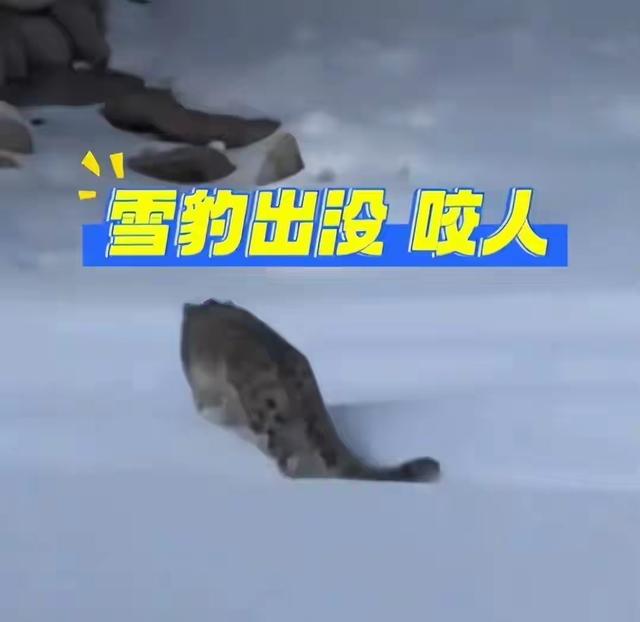 雪豹咬伤后续！女游客很漂亮，已经毁容，知情人曝内幕	，被咬不冤