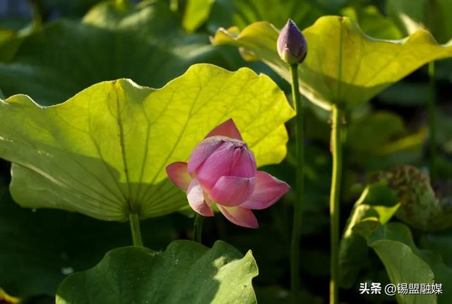 出片率100%!就在锡林浩特,赶紧安排→