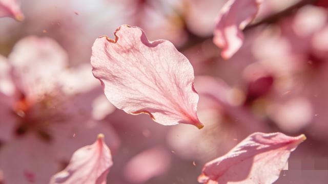 北京桃花刷屏出圈！满城粉白开得正盛，错过这7天再等一整年