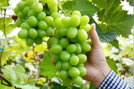 阳光玫瑰葡萄到底能不能吃，安不安全？看完这篇文章，你就知道了图片