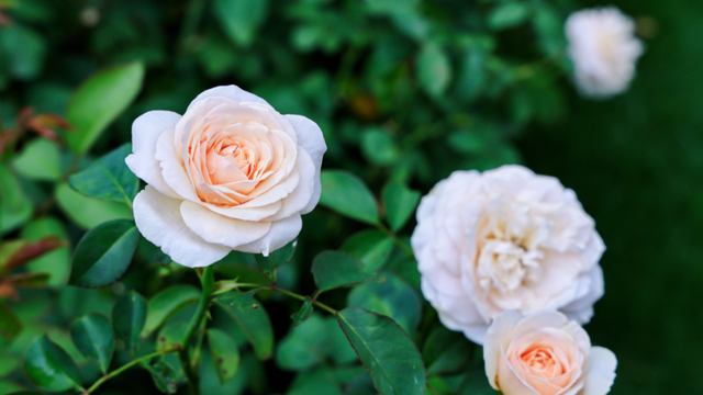 2026深圳国际月季文化年，精彩不打烊！