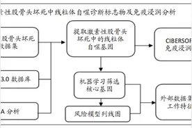 机器学习识别激素性股骨头坏死中线粒体自噬诊断标志物及免疫浸润分析图片