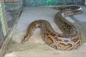 我国排行前十的十种毒蛇图片