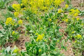 板蓝根和油菜花有哪些区别？了解清楚再吃，懂的人当宝，别还不懂图片