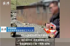 “藏马熊疑似突然袭击游客”？景区回应图片