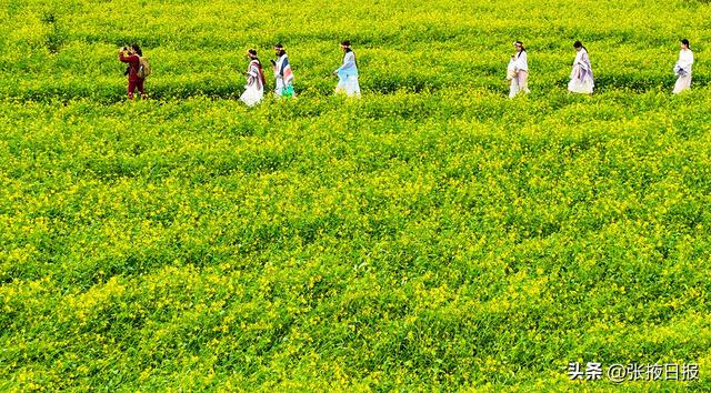张掖民乐：祁连山下万亩油菜花开引客来
