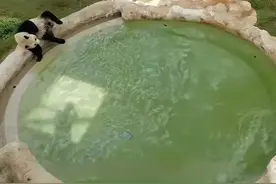 土豪！卡塔尔为大熊猫不仅每周从四川空运竹子，还带了两物件东西图片