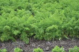 胡萝卜啥时候种？错过时间光长叶不长根，分享多年高产经验图片