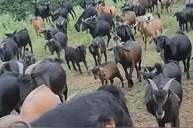 山羊vs绵羊，同样叫羊，但相差太多，看完涨知识了图片