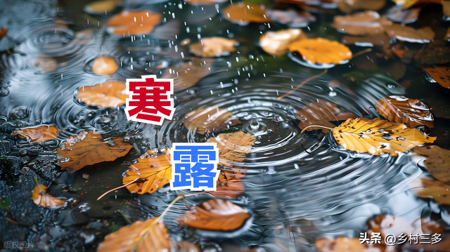 今日寒露，老人说最怕“寒露一日雨”，寒露下雨有啥预兆？