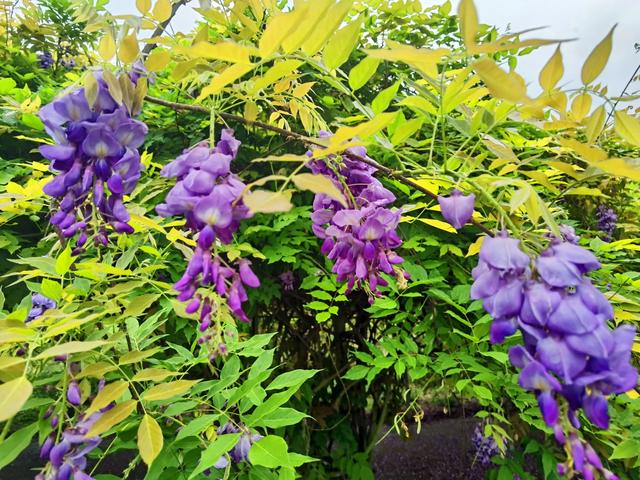 春雨催生绝美紫藤花雨！佛山卡玛“一帘幽梦”太梦幻