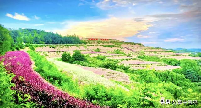 陇县河北镇：荞麦花海映初心 万亩花海促振兴