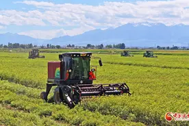 陇拍客丨民乐：茴香采收忙图片