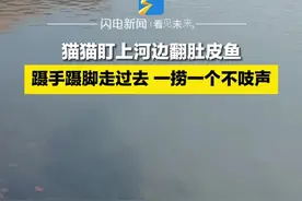 猫猫盯上河边翻肚皮鱼，一捞一个不吱声图片