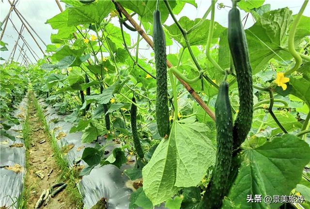 五一假期去哪儿？佛山紫南首届农耕文化节邀您共赴田园之约