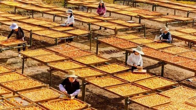 文化中国行 | 立冬：冬日安暖，好“柿”连连