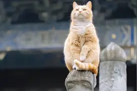 为啥猫上供台，神明不怪？​佛道通吃，是真牛啊！图片