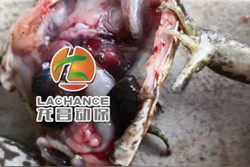 牛蛙白菜价，病害不饶“蛙”！蛙类棘手病害—红腿红肚，警惕！图片