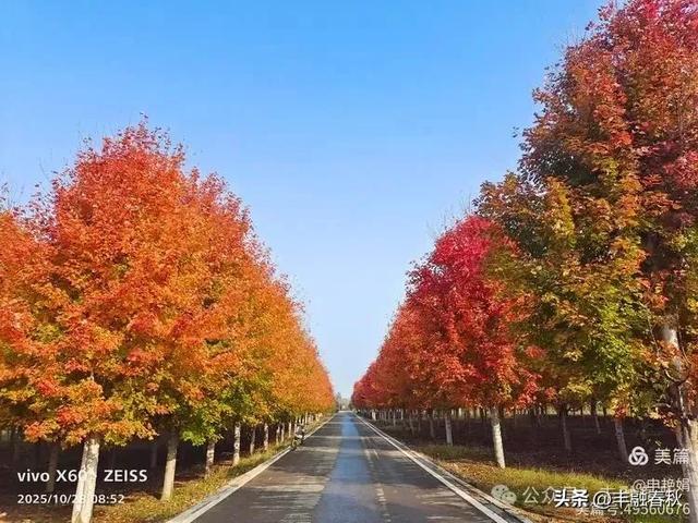 丹枫映秋,枫彩满楼|申艳娟