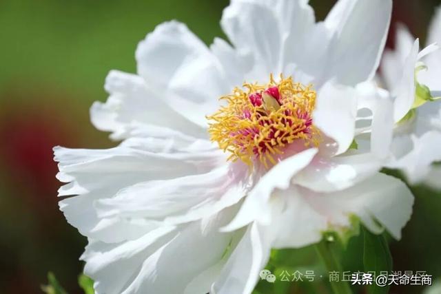 商丘市日月湖景区牡丹花开