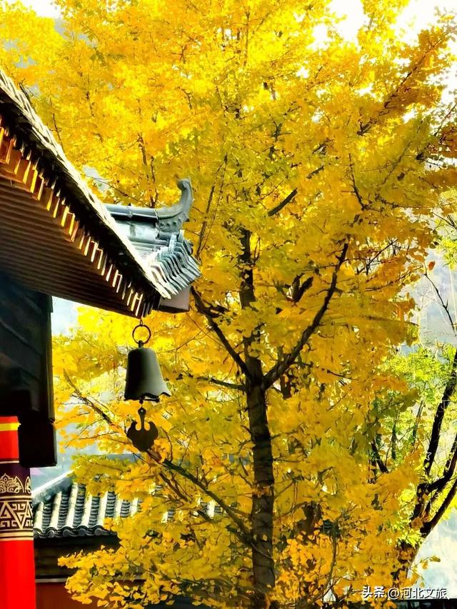 秋日旅行的天花板！保定这座小镇的深秋美极了