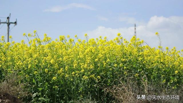 大美天水 | 花海上新！来天水，看“油”画里的春天~