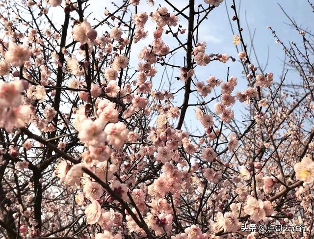 成都惊现6000亩梅林，花开成海超级壮观，免费，不要门票！