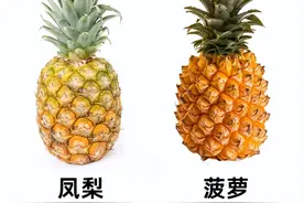 明明是同一种水果，为何一个叫菠萝，一个叫凤梨，背后有5个区别图片
