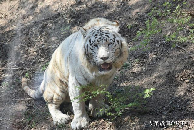 辽东半岛游记第六天，大连森林动物园