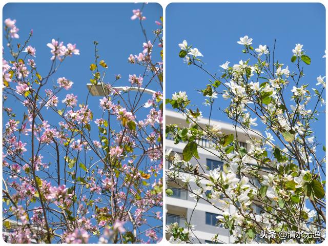 花香带路，福州三条私藏的羊蹄甲赏花小路