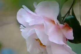 一个人爱着对方，却可以做到不联系，为什么？图片