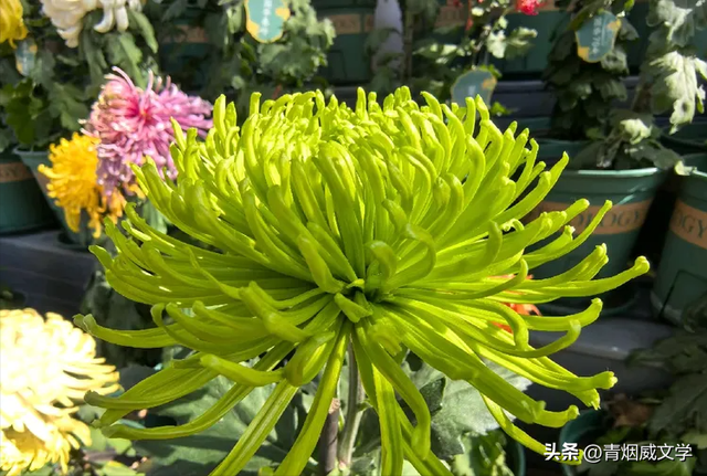 趵突菊韵 锦绣泉城