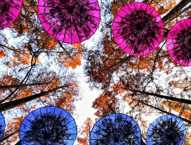 为你精选3个上海秋天周末遛娃游玩好去处。