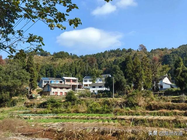 温州这两条知名红枫古道已经红啦!周末是最佳观赏期,不要错过!