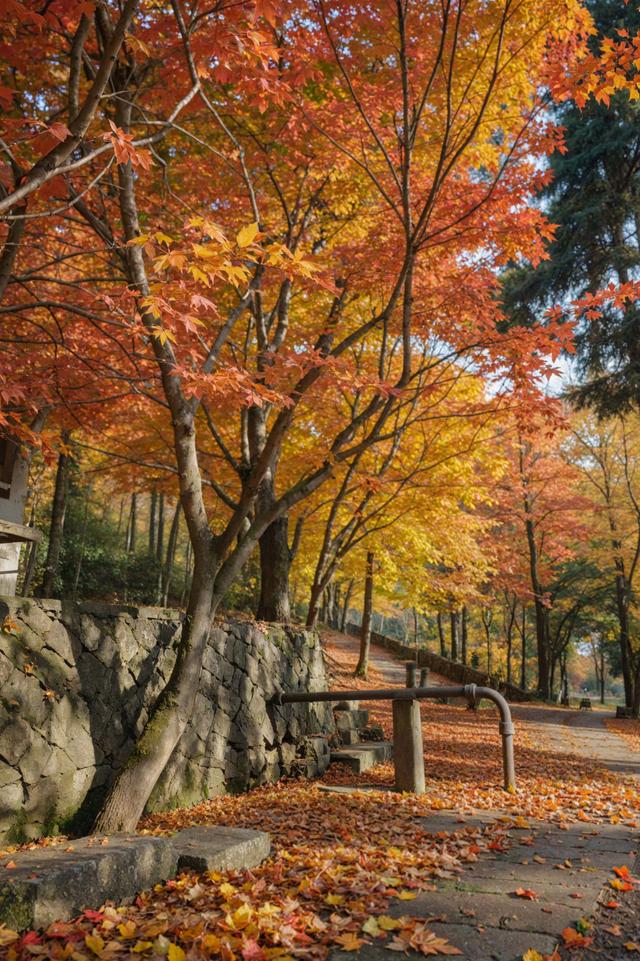 在红枫季，品味莫干山的绝代“枫”华