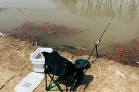 一次性说清选漂知识，感觉要几十支，实际用3支就足够了图片