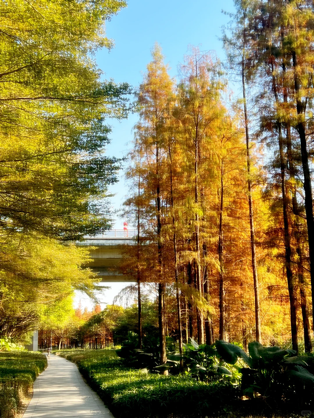 趣游周末丨佛山落羽杉地图！解锁色彩斑斓的绝美秋天！