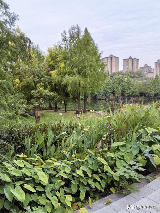 桂香袭来，在秀湖公园闻花香，读一读杜甫的诗，在亲水步道走一走