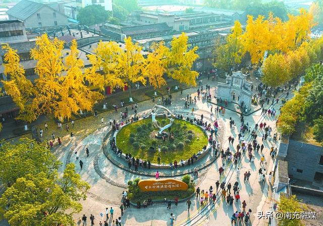 单日客流量破万人次 南充六合丝博园银杏进入观赏期 观赏期将持续至12月中旬