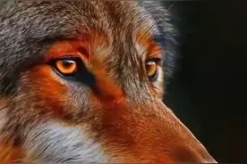 一百张动物美图，包你大饱眼福！图片